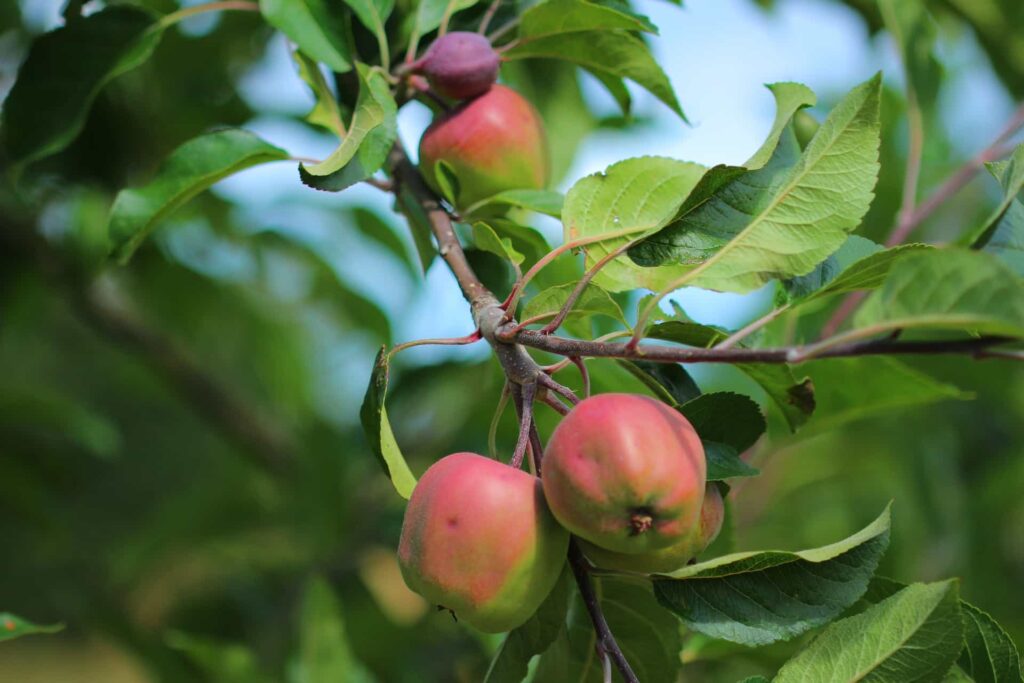 odling av äpple